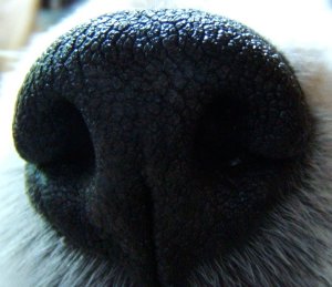 Dog Nose